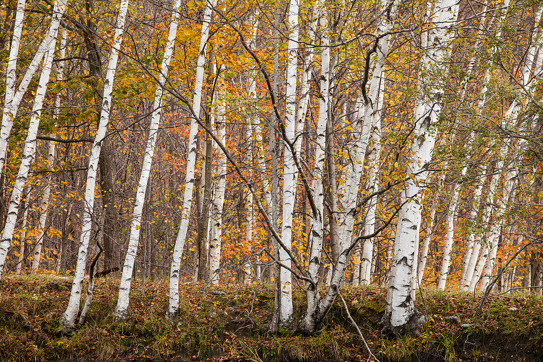 White Birch trees and Sugar Maple trees in the Fall in Westminster, Vermont., Westminster, Vermont, USA