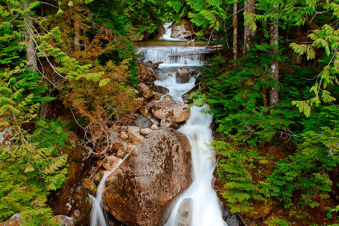 North Vancouver Forest., North Vancouver, British Columbia, Canada