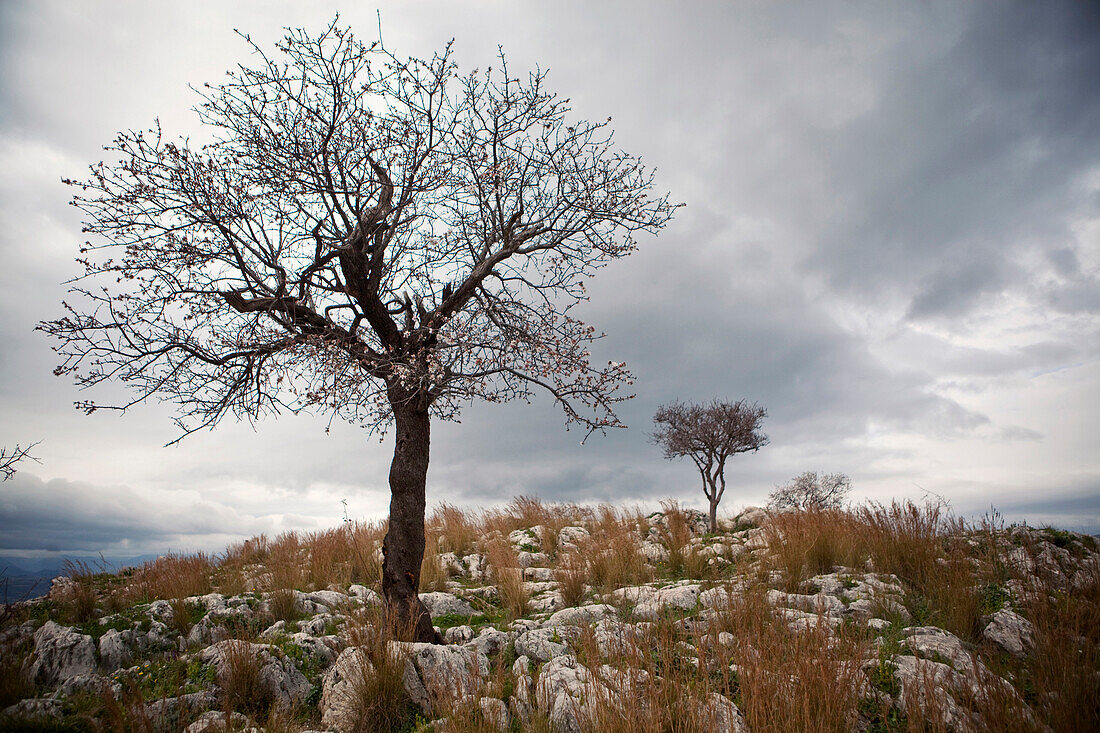 Two trees stand against a cloudy sky near Agamemnon's tomb in Mycenae, Greece., Mycenae, Greece