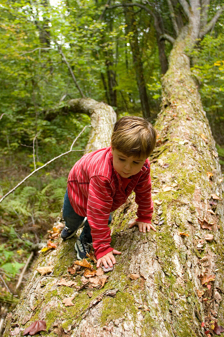 Young boy playing in forest in rural Lake Ossipee, New Hampshire New Hampshire, United States