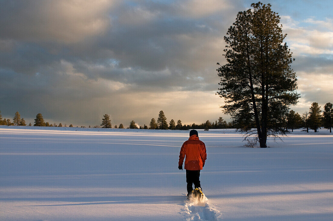 A young woman snowshoes through freshly fallen snow at sunset in Flagstaff, Arizona Flagstaff, Arizona, USA