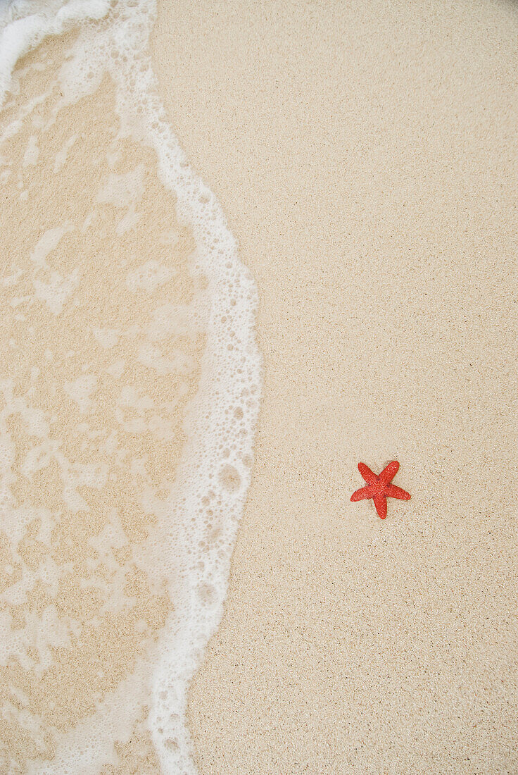 A starfish lying on the beach in the San Blas Islands, Panama San Blas, Panama