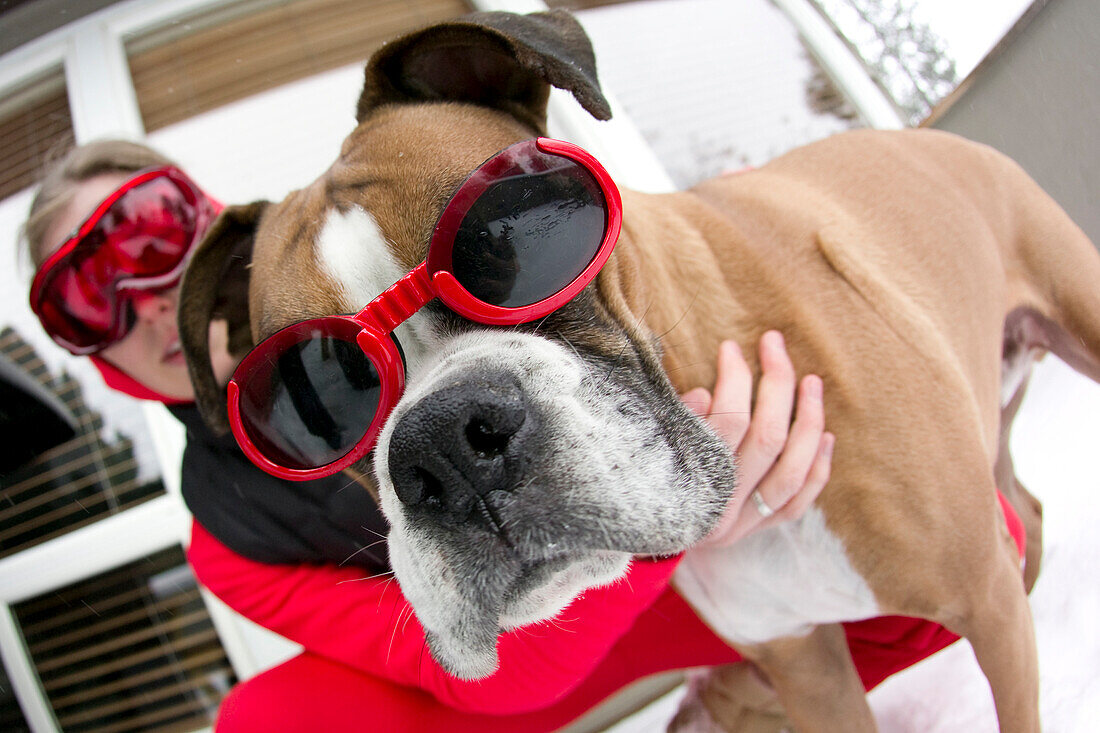 Close up of a young woman and a boxer dog wearing goggles in the snow Bend, Oregon, U.S.A.