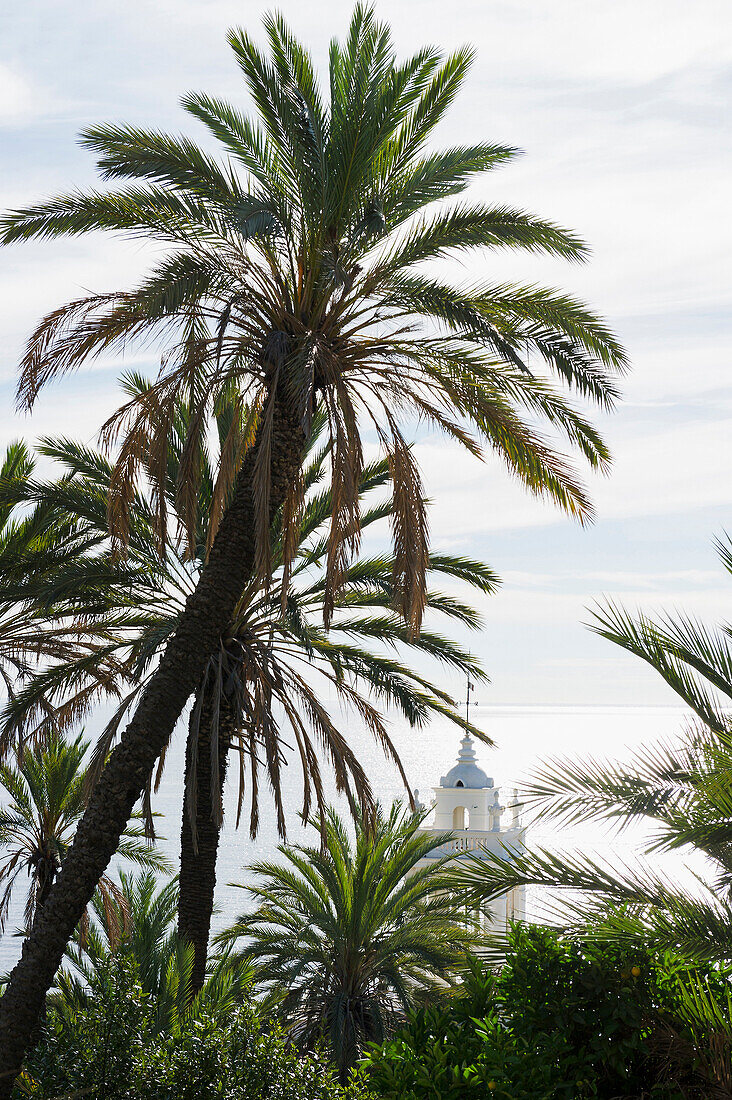 Palmen, Kirchturm im Hintergrund, Bordighera, Provinz Imperia, Ligurien, Italien