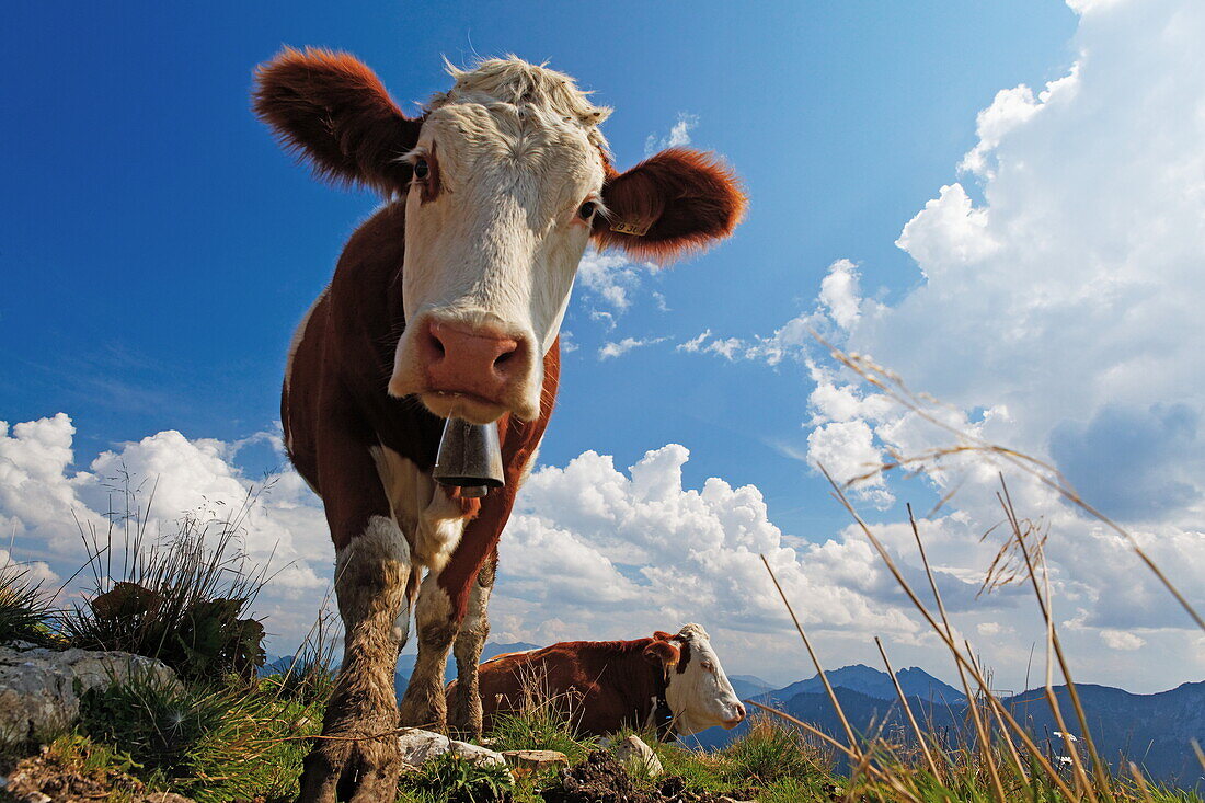 Cow in a meadow on Wallberg, Rottach-Egern, Lake Tegernsee, Upper Bavaria, Bavaria, Germany