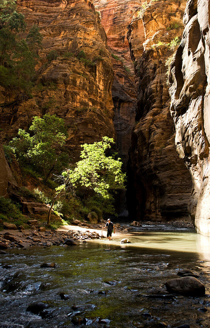 A young man walks down a river with a walking stick in Zion National Park, Utah Zion National Park, Utah, USA