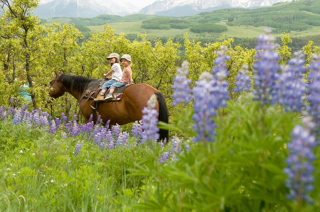 Two young girls horseback riding along trail past lupine flowers near, Telluride, Colorado Telluride, Colorado, USA