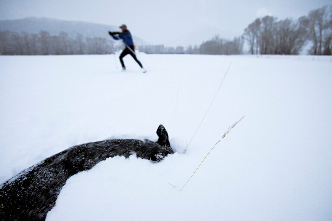 One man skate skiing while his dog plays in the snow in the foreground Park City, Utah, USA