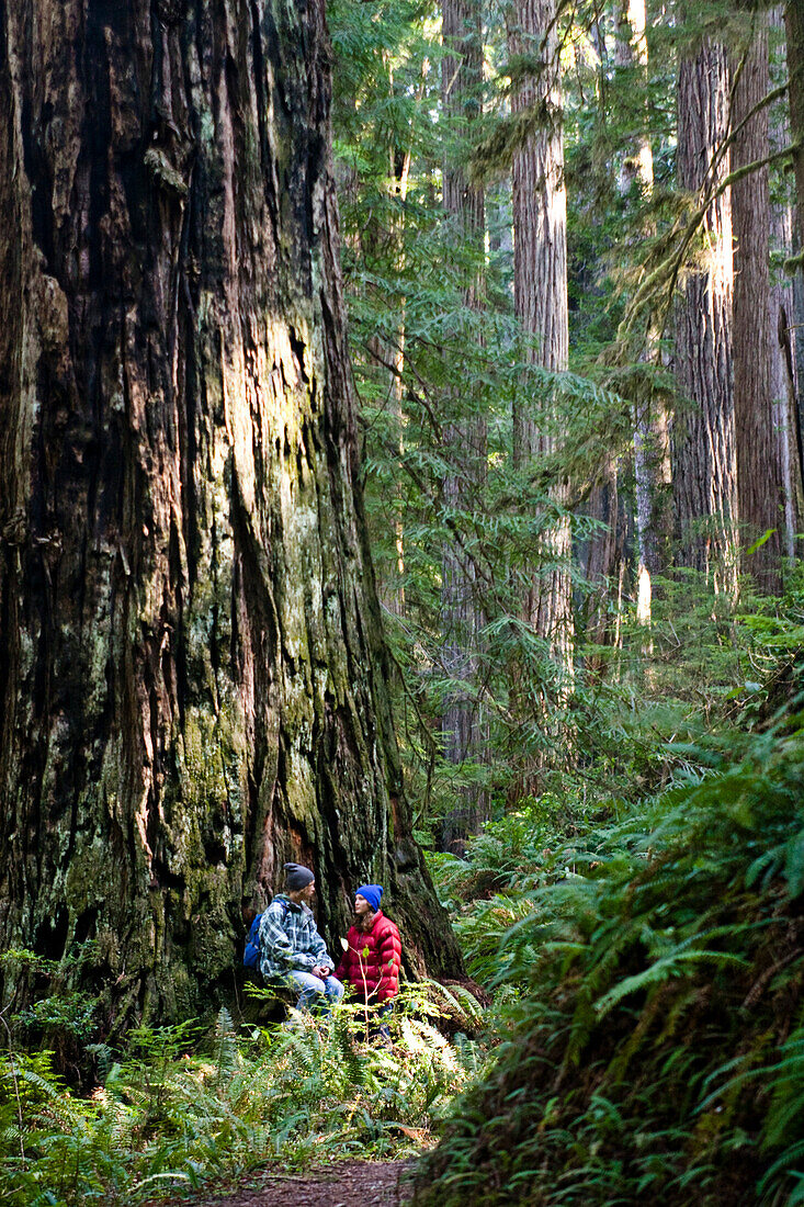 A young couple talk while sitting under a massive redwood in California Arcata, California, USA