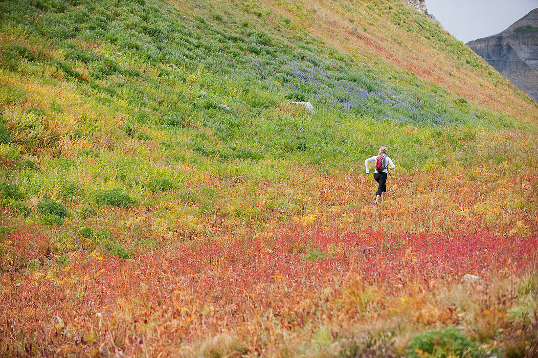 A woman trail runs through a colorful field on Mt. Timpanogos, near Pleasant Grove, UT Pleasant Grove, Utah, USA