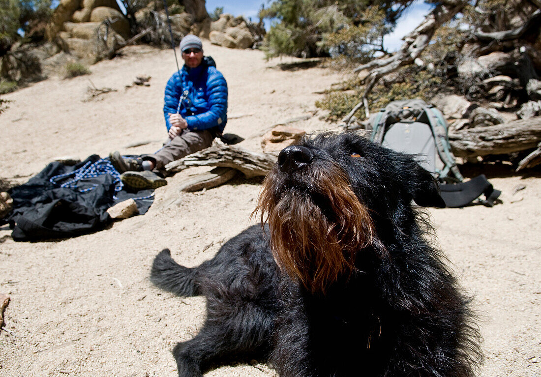 A black dog watches his owner climb in Benton, California Benton, California, USA