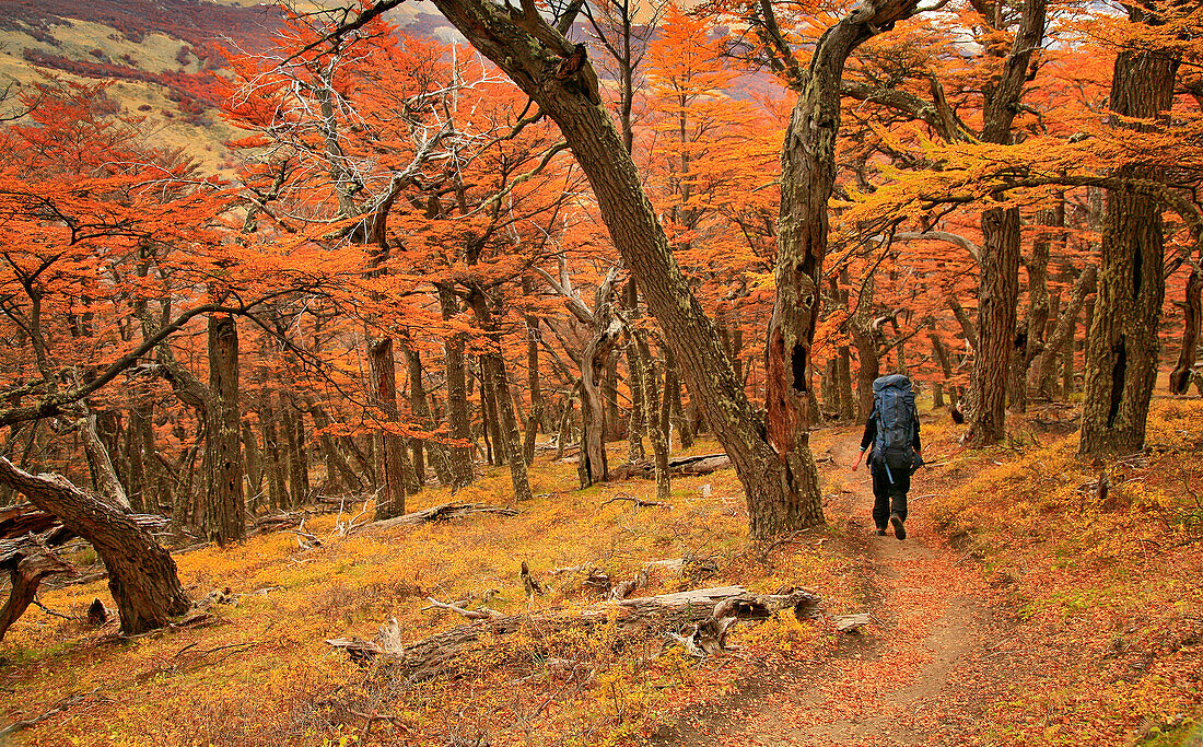 Backpacker in autumn Lenga forests in Los Glaciares National Park, Patagonia, Argentina, El Chalten, Patagonia, Argentina