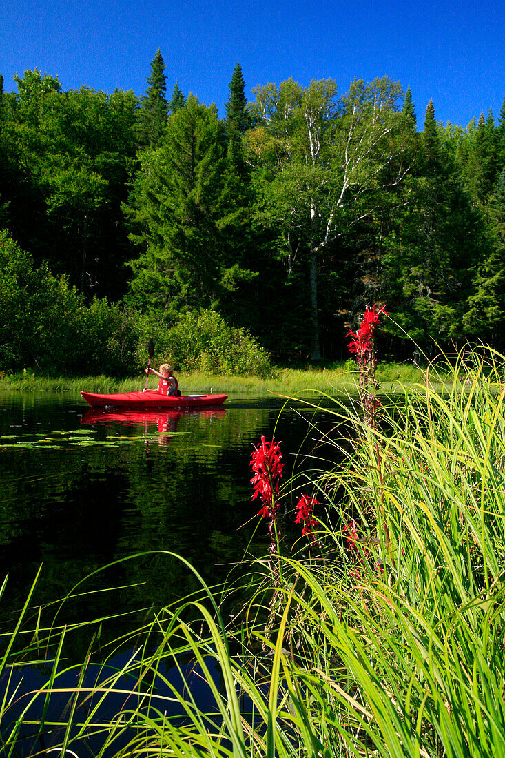 Kayaker in red boat on Big Brook, Adirondack Park, NY, USA, with focus on grasses Long Lakeq, NY, USA