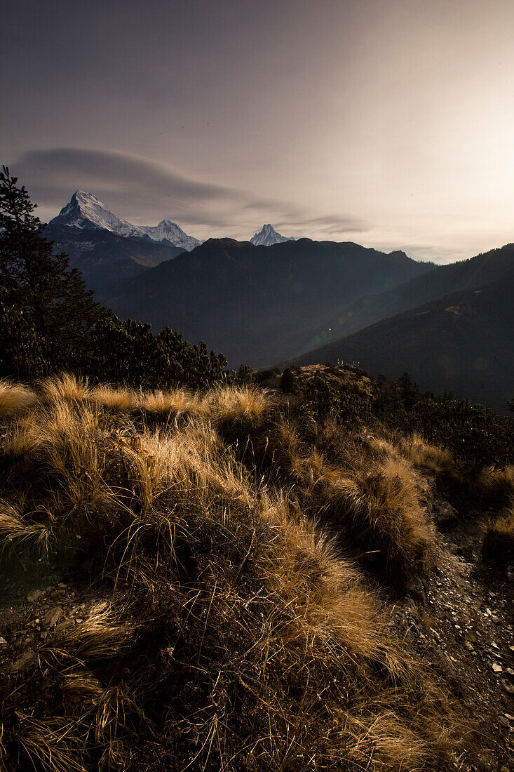 Scrub, high alpine grass and a mountain range in Nepal Annapurna Conservation Area, Nepal