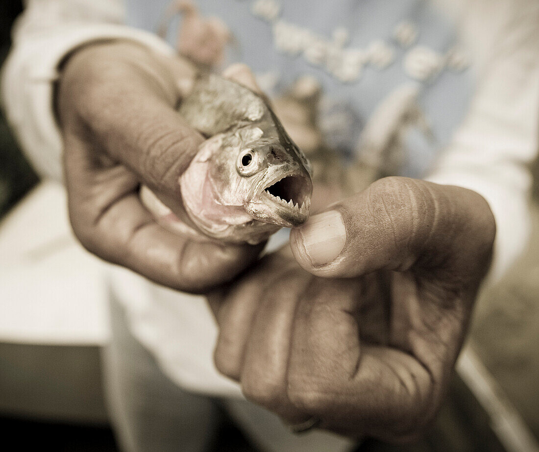 A Piranha in Peru, near Iquitos, Peru