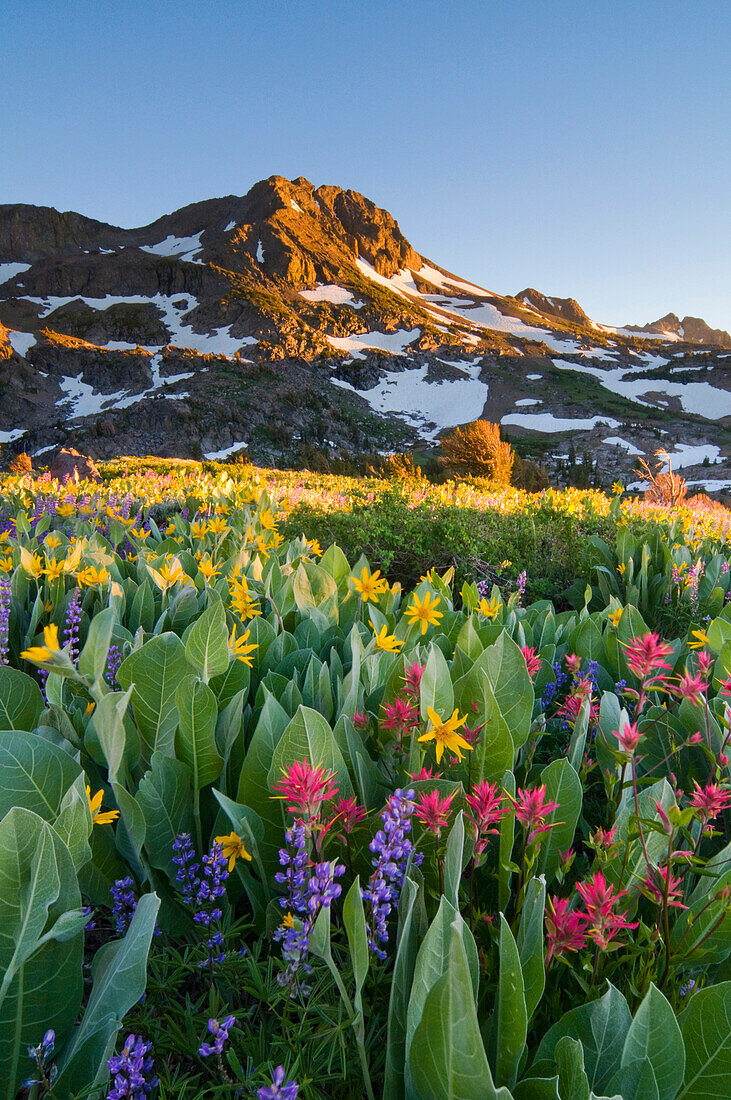 Sunset on Roundtop Mountain in the Mokelumne Wilderness with wildflowers in the foreground, California Sierra Nevada, California, USA