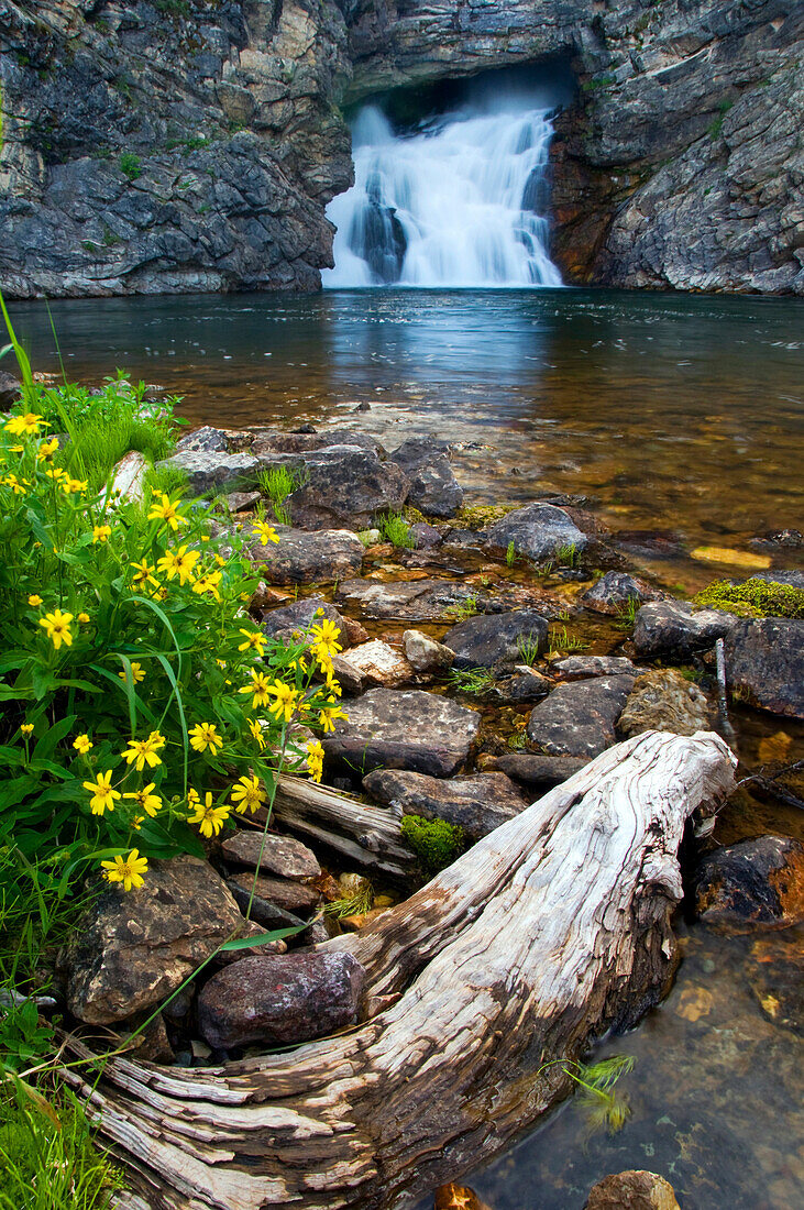 Running Eagle Falls with wildflowers in the foreground in Glacier Naional Park, Montana Glacier National Park, Montana, USA