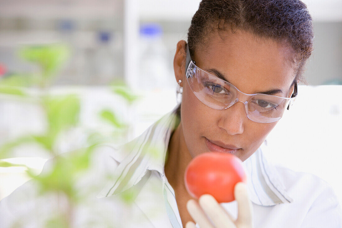 African scientist performing analysis in laboratory on tomato, Cape Town, South Africa