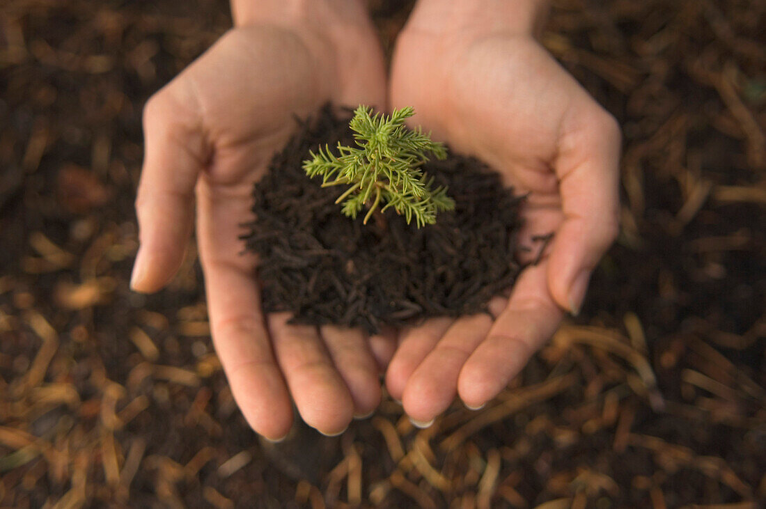 Woman holding mulch and small tree, Sequoia National Park, CA