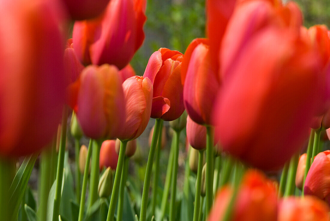 Close up of orange tulips, Caracas, Caracas, Venezuela