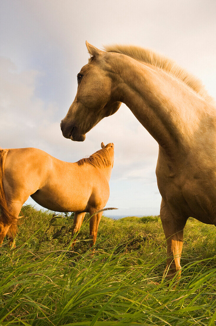Wild horses standing in field, Naalehu, Hawaii, United States