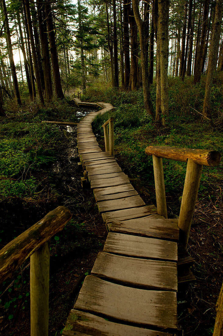 Wooden walkway through forest, Neah Bay, Washington, United States