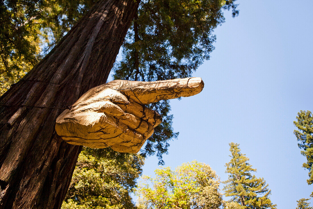 Tree branch carved into pointing hand, Garberville, California, United States