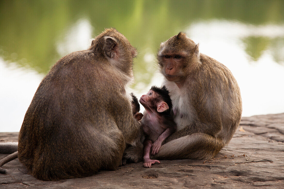 Monkeys sitting near river, Angkor, Siem Reap, Cambodia