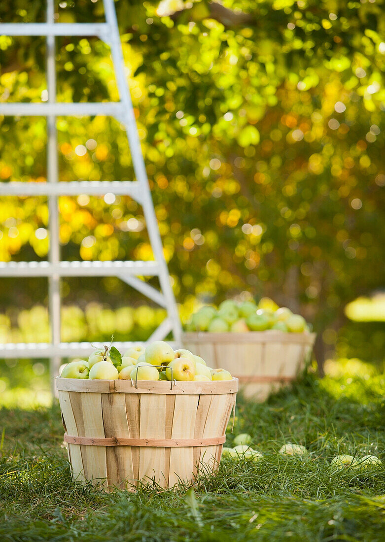 Baskets of apples in orchard, Pleasant Grove, Utah, USA