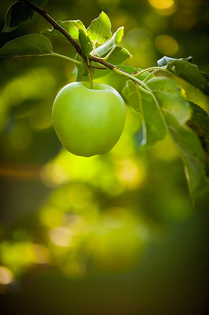 Green apple growing on tree, Pleasant Grove, Utah, USA