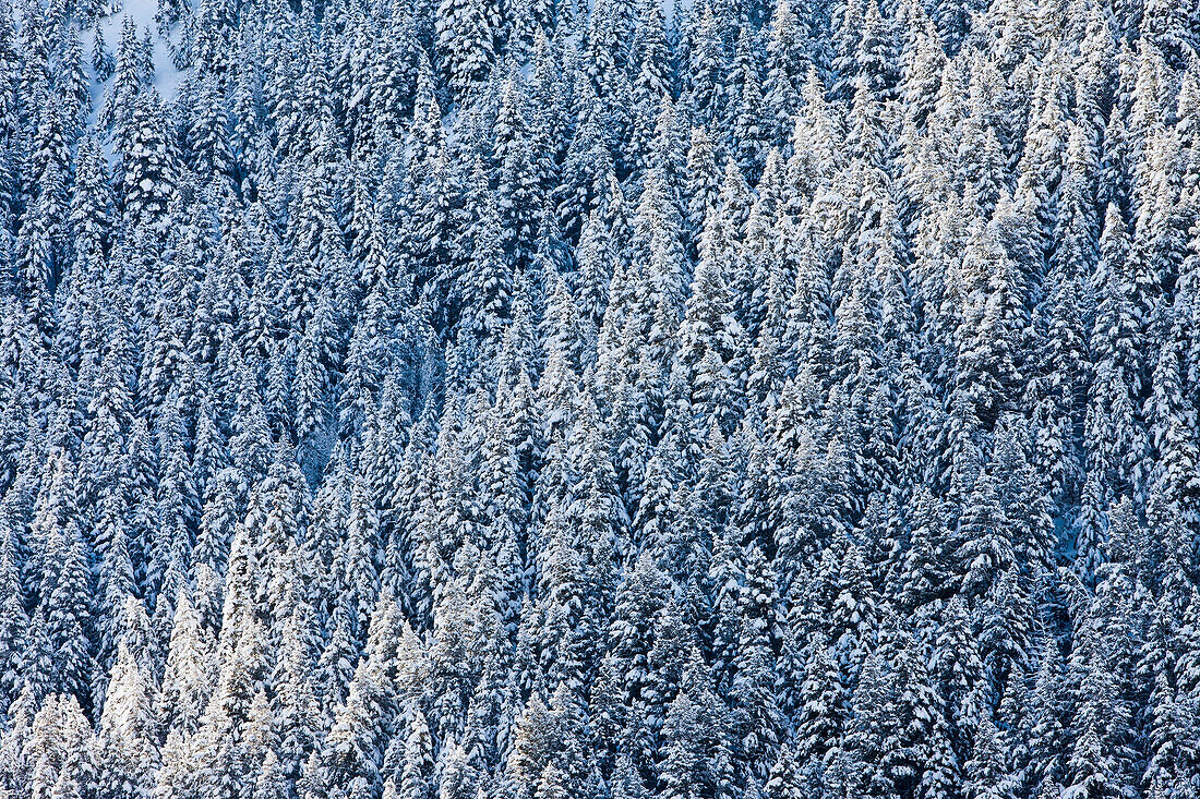 Snow covered forest trees, Highland, Utah, USA