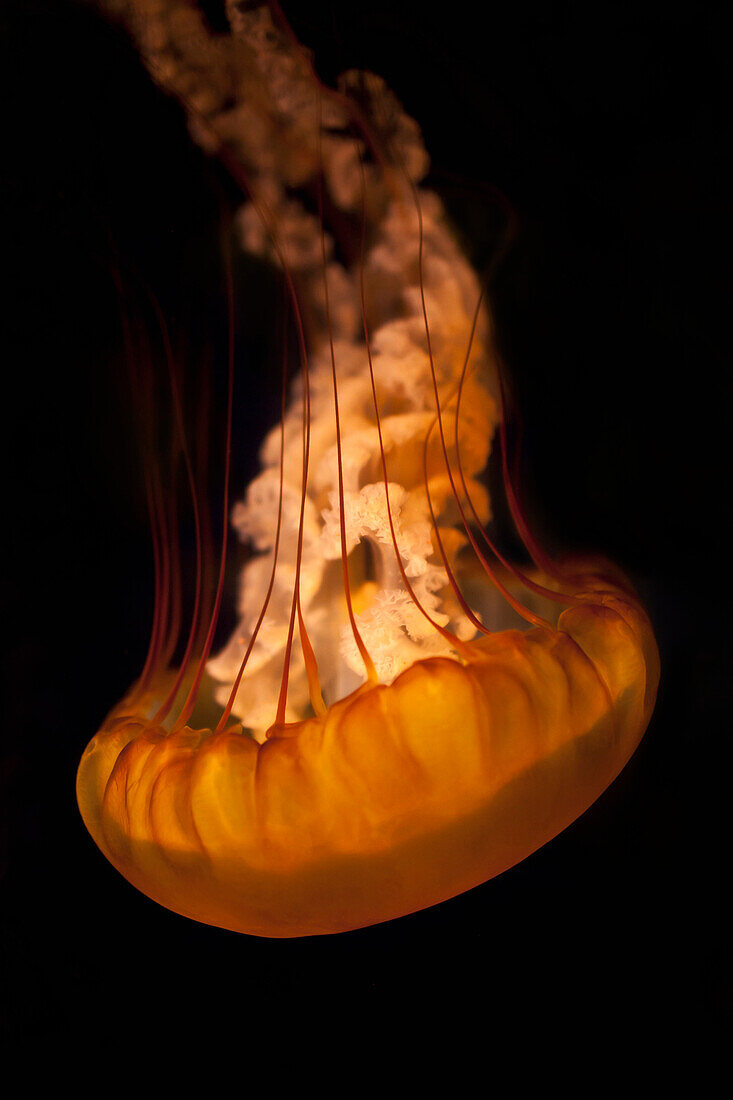 Jellyfish floating upside down, San Diego, California, USA