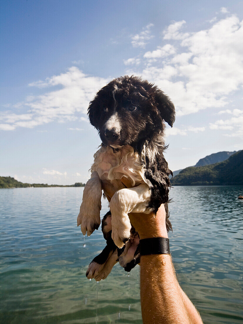Man holding wet puppy near lake, Lago Maggiore, Piemonte, Italia