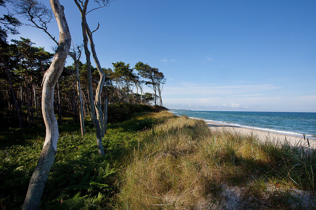 Trees on the beach, Ahrenshoop, Fischland-Darss-Zingst, Mecklenburg-Vorpommern, Germany