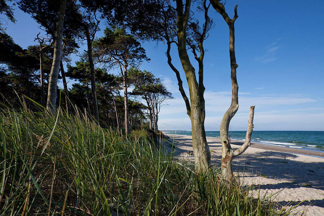 Windflüchter, Weststrand, Ahrenshoop, Fischland-Darß-Zingst, Mecklenburg-Vorpommern, Deutschland