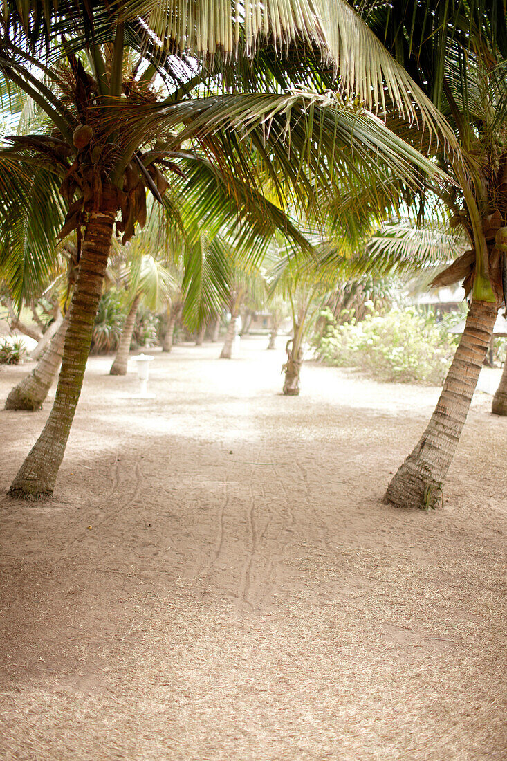 Path through palm trees, Grand-Popo, Mono Department, Benin