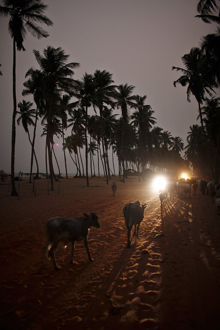 Rinder laufen am Abend zurück ins Fischerdorf, Ouidah, Departement Atlantique, Benin