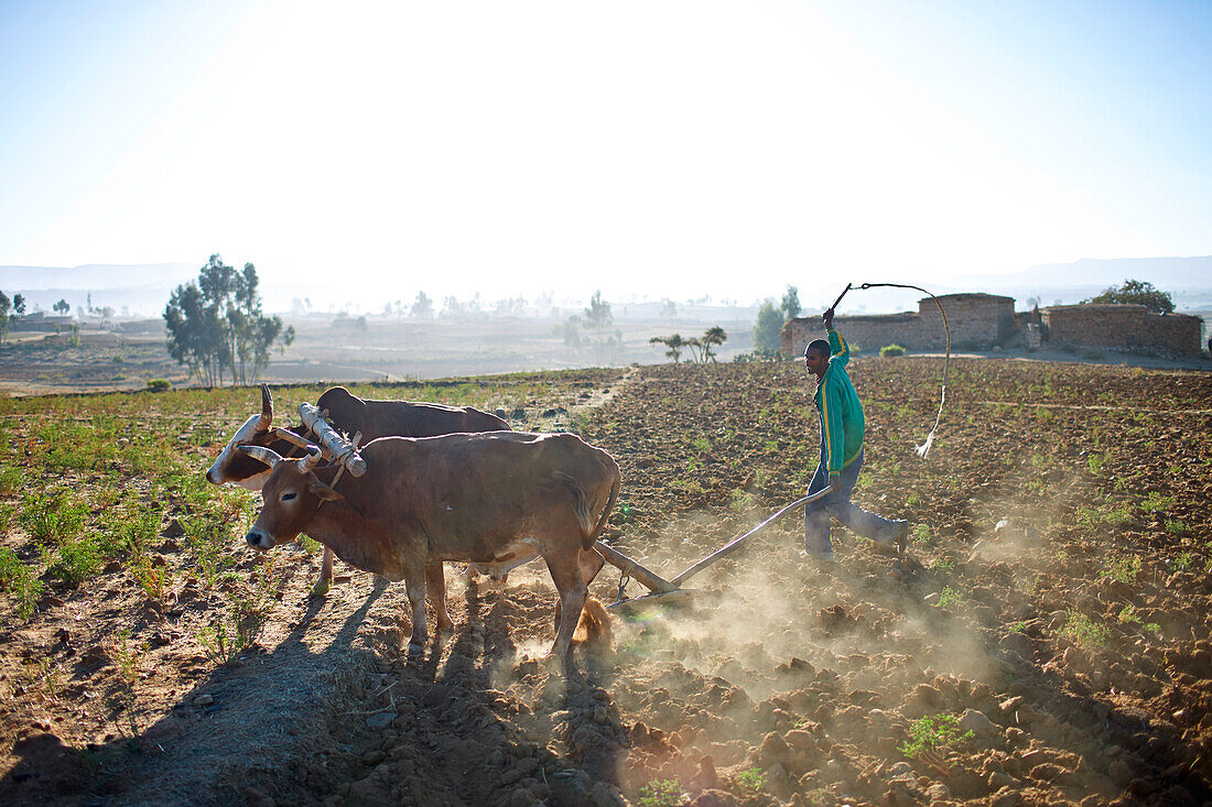Bauer pflügt ein Feld, bei Hawzien, Gheralta, Tigray Region, Äthiopien