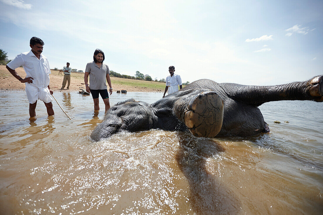 Temple elephant bathing, Kabini Reservoir, Nagarhole National Park, Karnataka, India