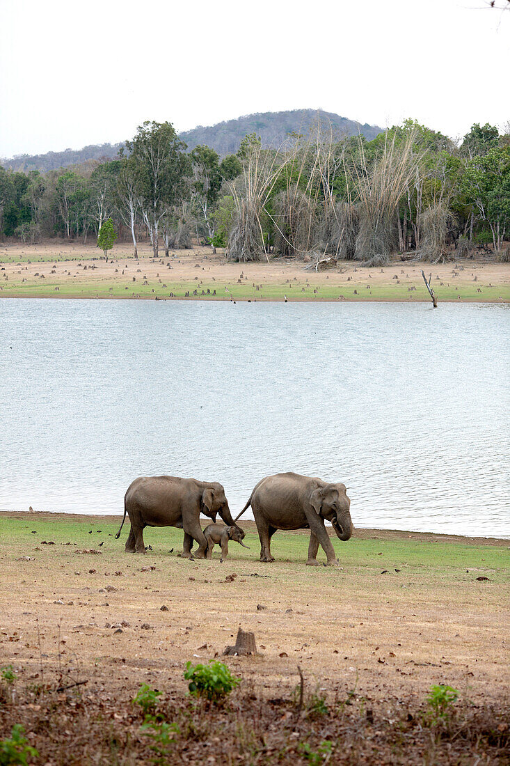 Elefanten mit Kalb, Kabini Reservoir, Nagarhole-Nationalpark, Karnataka, Indien
