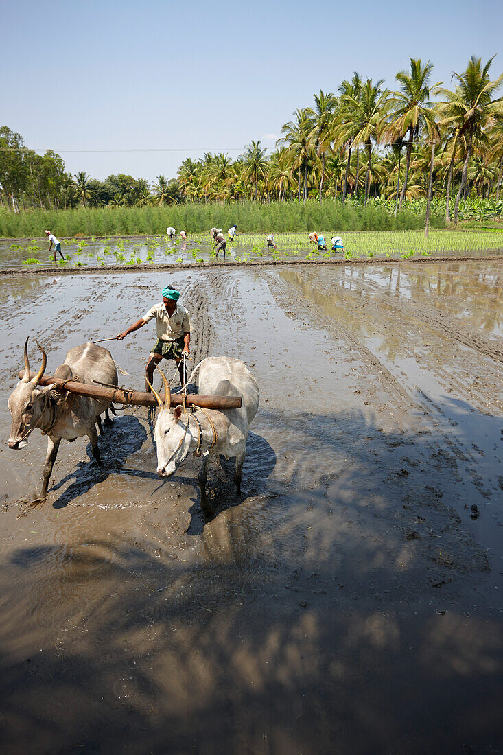 Ochsenpflug im überfluteten Reisfeld, Somanathapura, Karnataka, Indien