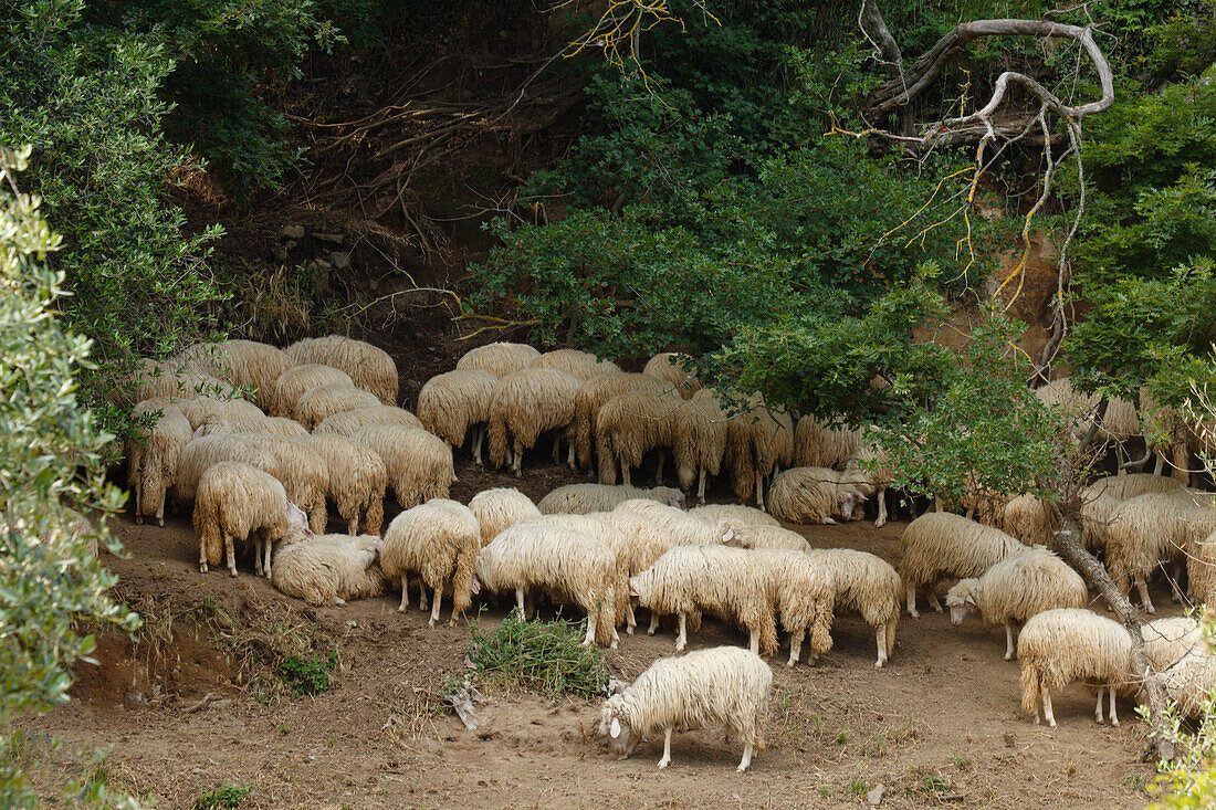 Schafe, Schafherde bei Orvieto, Provinz Terni, Umbrien, Italien, Europa
