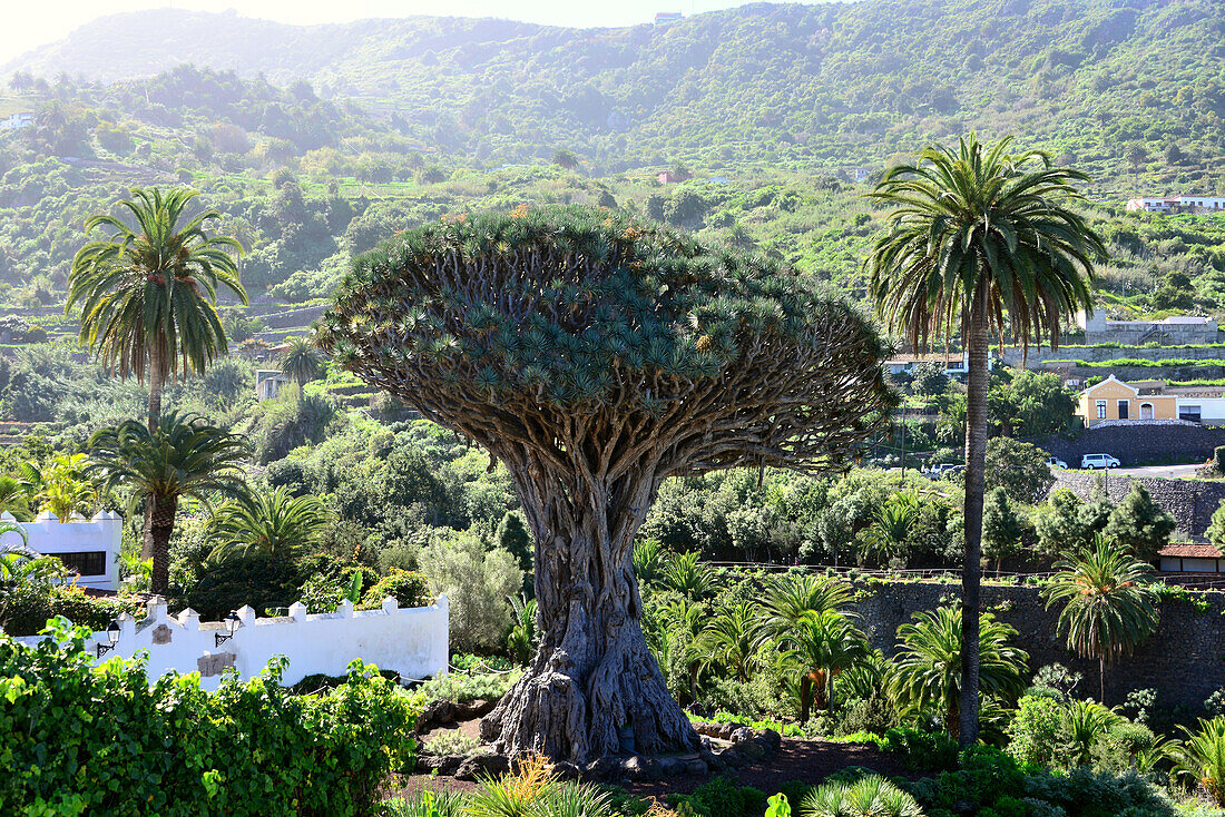 Drachenbaum Drago Milenario, Icod de los Vinos, Teneriffa, Kanarische Inseln, Spanien