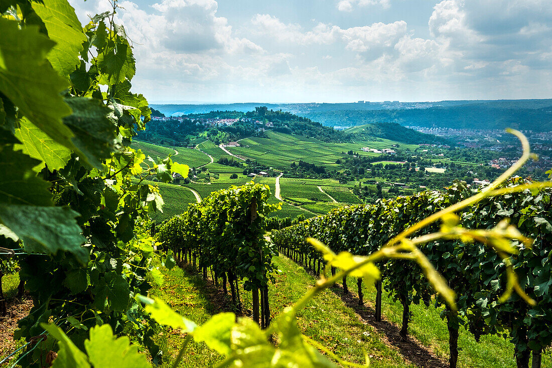 View from Kappelberg with vineyard to Rotenberg and Untertuerkheim in background, Stuttgart, Baden-Wurttemberg, Germany