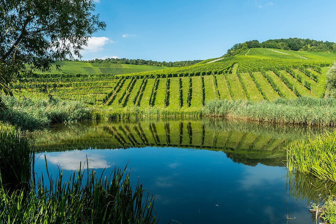 Vineyards at Kappelberg, Fellbach, Baden-Wurttemberg, Germany