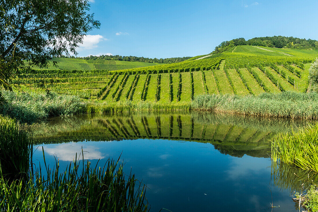 Weinberge am Kappelberg, Fellbach, Baden-Württemberg, Deutschland