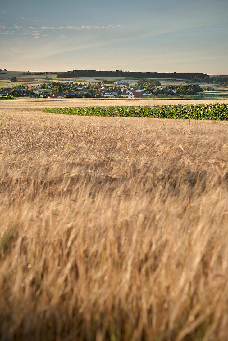 View over wheatfields to a village near Ehingen, Baden-Wuerttemberg, Germany