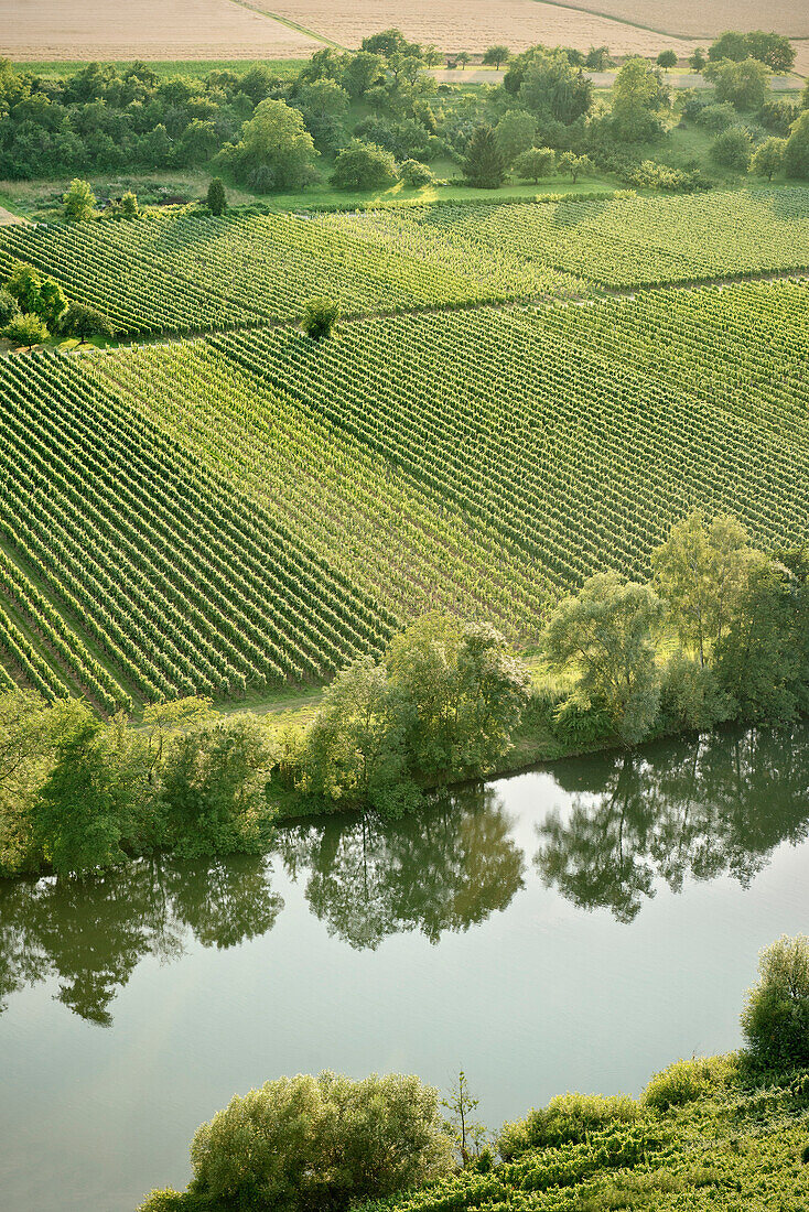 Neckar River and vineyards, Hessigheim, Baden-Wuerttemberg, Germany