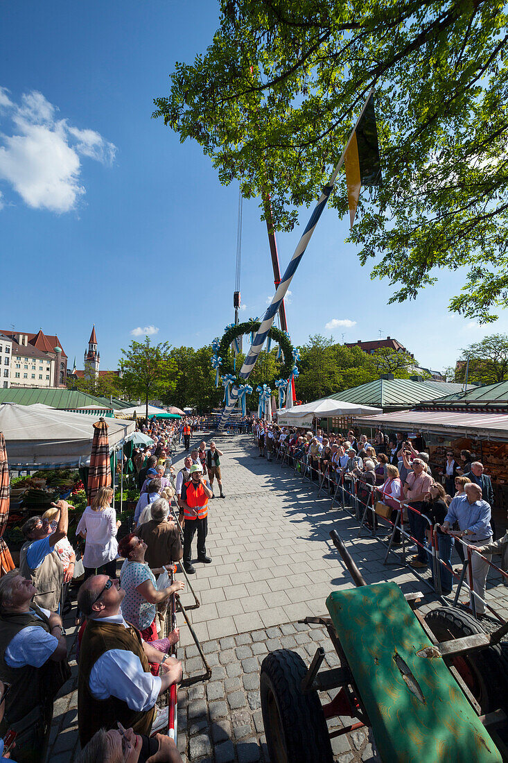 May 1st, Putting up the maypole, Viktualienmarkt, Munich, Upper Bavaria, Bavaria, Germany