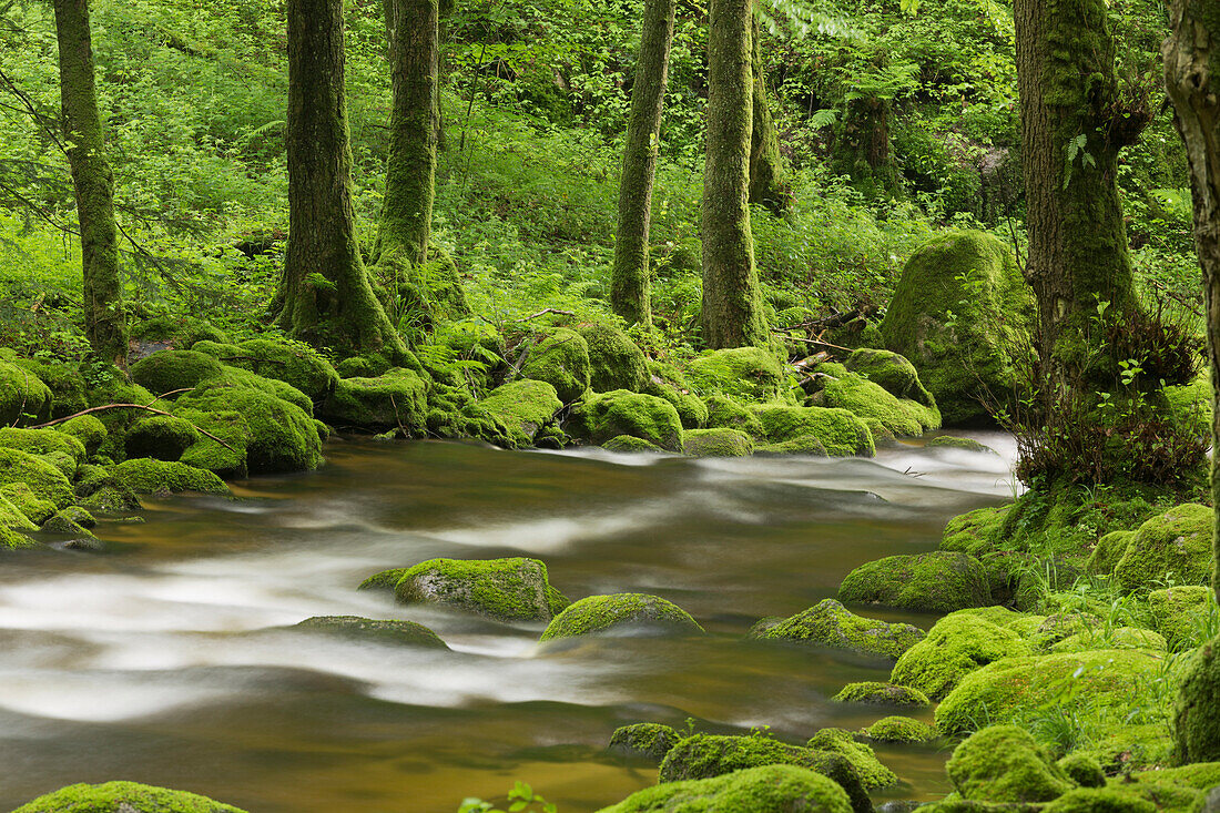 Stream, Grobbach, Geroldsau, Black Forest, Baden-Baden, Baden-Wuerttemberg, Germany